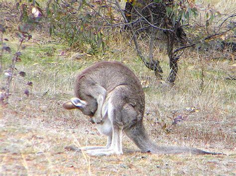 Kangaroo Genitals Are Weirder Than You Ever Thought Possible Grist