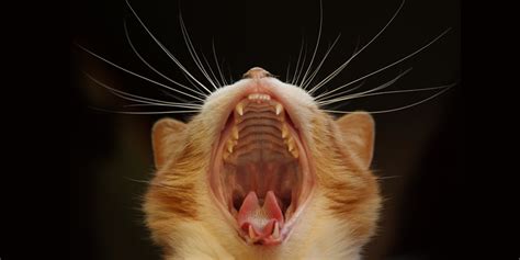Dental Disease In Cats International Cat Care