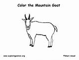 Goat Coloring Mountain Exploringnature sketch template