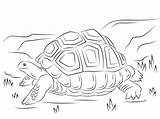 Tortoise Coloring Pages Giant Aldabra Cute Printable Galapagos Reptiles Colouring Color Supercoloring Kids Animals Print Hare Categories Pdf Getdrawings Drawing sketch template
