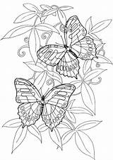 Coloring Butterfly Pages Adult Butterflies Print sketch template