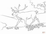 Reindeer Coloring Pages Running Taiga Drawing Colorings Animals sketch template
