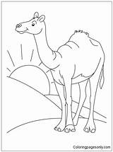 Desert Camel Coloring Pages Sahara Color Animal Drawing Clipart Habitat Printable Kids Clip Cartoon Colouring Standing Animals Bestcoloringpages Arabian Print sketch template