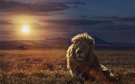 lion au coucher du soleil l herbe hd fonds d écran animaux fond d écran aperçu fr