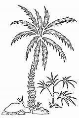 Palm Tree Coloring Pages sketch template