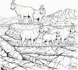 Coloring Mountain Goat Pages Goats Mountains Rocky Gruff Billy Herd Printable Drawing Three Colouring Adult Color Adults Animal Clipart Getdrawings sketch template