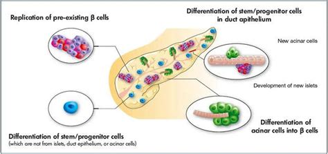 pictures  beta cells healthiack