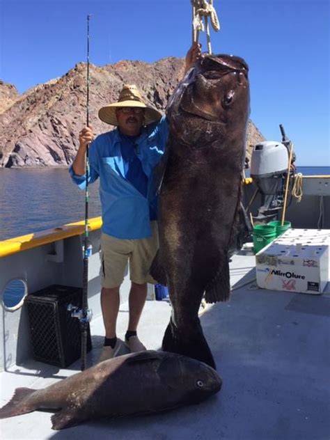 Biggest Sea Bass In The World
