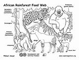 African Rainforest Food Web Forest Rain Africa Rainforests Higher Downloading Resolution Pdf Foodweb Exploringnature sketch template