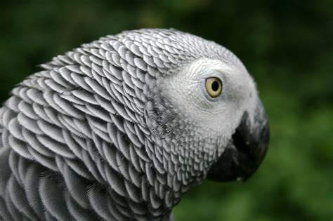 fileafrican grey parrotjpg