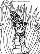 Rainforest Leopard Animali Colorat Planse Carini Leopardos Coloringtop Desene Salvajes sketch template