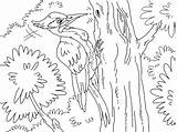 Woodpecker sketch template