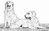 Chien Deux Retreiver Coloriages Chasse Kleurplaat 2992 Gratuit sketch template