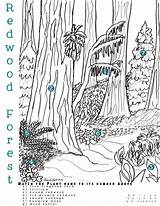 Coloring Redwood Forest Pages Colouring 3300px 2550 04kb 2247 Choose Board Theme sketch template