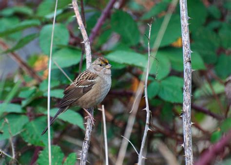 nw bird blog golden crowned sparrow
