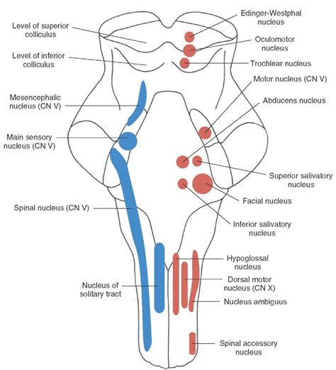 cranial nerves organization   central nervous system part