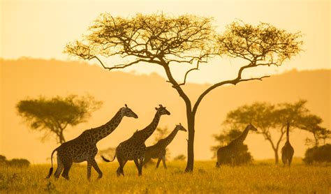 eco friendly safari holidays  africa
