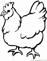 Coloring Pages Hen Popular sketch template