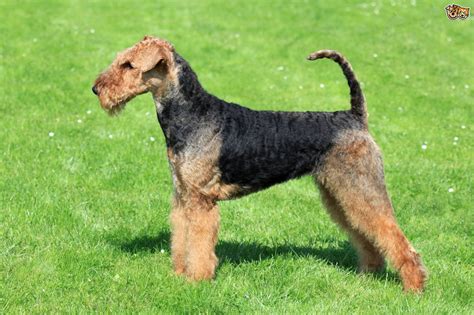 airedale terrier dog breed information buying advice   facts petshomes