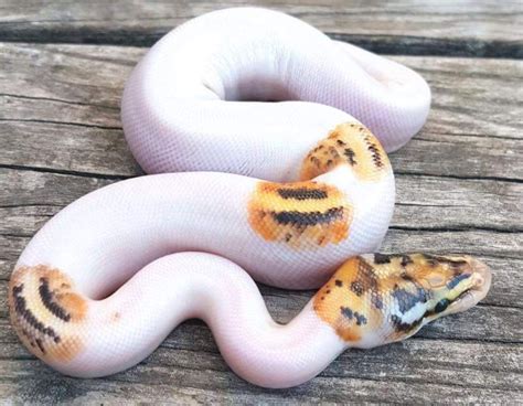 piebald ball python morph  stunning pictures info happyserpent