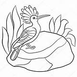 Hoopoe Sits Curlew Eurasian sketch template