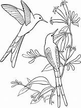 Coloring Hummingbird Pages Getdrawings sketch template