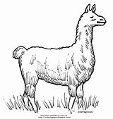 Llama Coloring Grazing sketch template