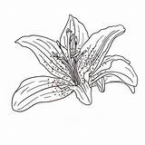 Tropical Flower Drawing Coloring Exotic Pages Drawings Flowers Cliparts Line Clipart Draw Getdrawings Library Imagixs Getcolorings Favorites Add sketch template