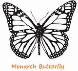 Monarch sketch template