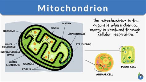 art collectibles acrylic mitochondria painting etnacompe