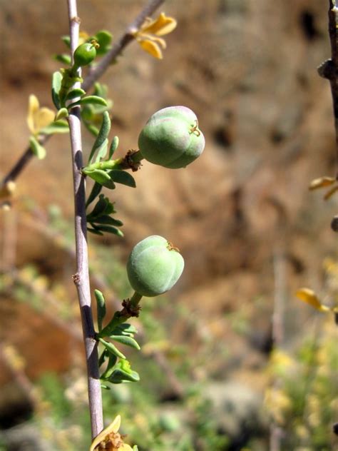 photo guide to plants of southern africa