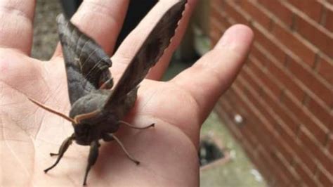 sex seeking giant moths have awoken in the uk ladbible