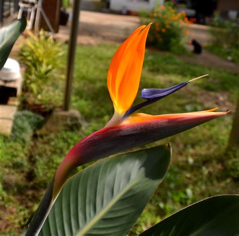 極楽鳥花の開花 ストレリチア 千葉市郊外 緑と花と自然に囲まれて