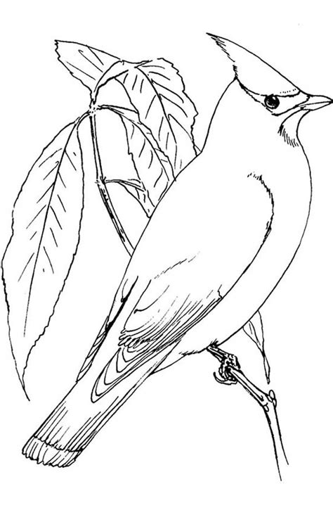 cardinal bird coloring page printable  svg file  diy machine