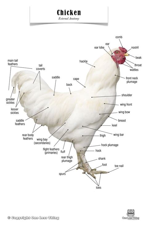 chicken anatomy poster chicken anatomy anatomy chicken facts