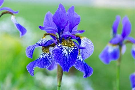 beautiful varieties  siberian irises  grow dig   dig