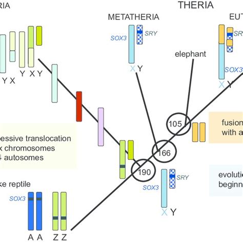 evolution of sex chromosomes in mammals divergence dates of major