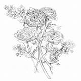 Ranunculus Tattoo Drawing Google Search Drawings Plant Flower Piercing Choose Board Coloring sketch template