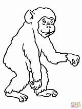 Chimpanzee Ausmalbilder Schimpansen Colorare Scimmia Affen Schimpanse Disegni Scimmie Gorilla Ausmalen Bonobo Chimp Szympans Tiere Affe Malvorlage Monyet Supercoloring Zeichnen sketch template