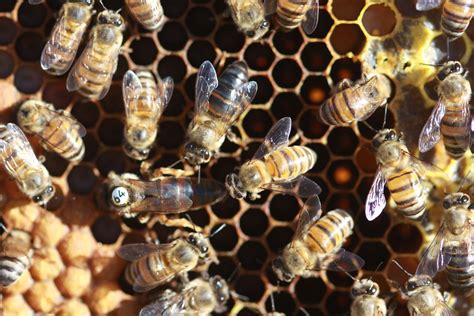 These Honeybees Lay Eggs Without Mating Bgr