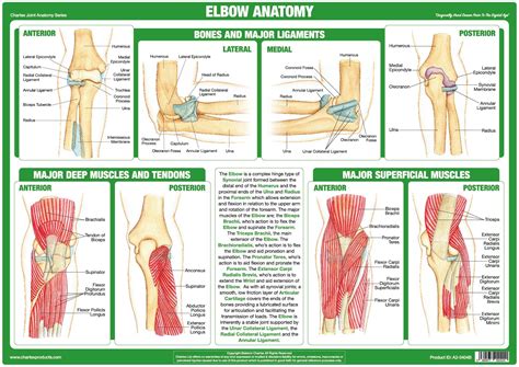 chartex elbow joint anatomy chart