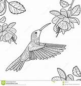 Hummingbird Coloring Book Adults Vector Flower Illustration Preview sketch template