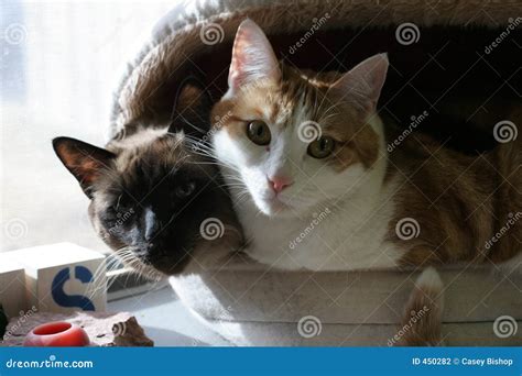 cats  stock photo image  pair  domestic