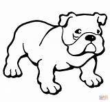 Bulldog Coloring Pages Printable American English Puppy Bulldogs Dog Drawing Color Hund Print Ausmalbilder Colouring Animals Supercoloring Sheets Dogs Kids sketch template