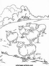 Sheepfold sketch template