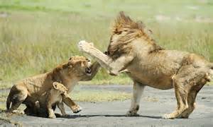 mother knows best the dramatic moment a lioness protects