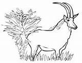 Antelope Coloring Sable Oryx Gemsbok Pages sketch template