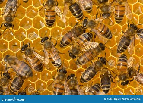 het werk van jonge bijen binnen de bijenkorf stock afbeelding image  nave buik