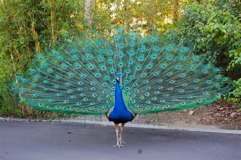 peacock dunia binatang