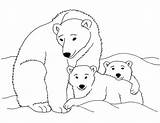 Polar Bear Coloring Pages Printable Print Animals sketch template